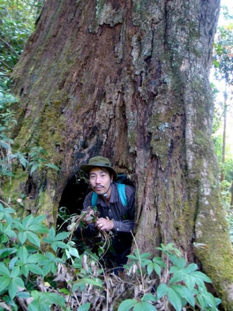 Có một loài thuốc mọc trong hốc cây mục cực quý. Ảnh Phạm Ngọc Dương chụp lương y Thanh trên núi Tây Côn Lĩnh