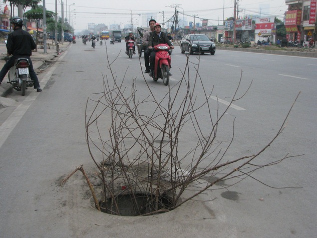 Người đi đường không khỏi ngỡ ngàng, tại sao trên trục đường có lượng tham gia giao thông lớn lại có 1 cây cảnh được mọc lên hiên ngang trên lòng đường. Người đi đường không khỏi ngỡ ngàng, tại sao trên trục đường có lượng tham gia giao thông lớn lại có 1 cây cảnh được mọc lên hiên ngang trên lòng đường.