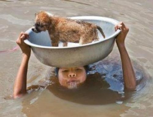 Trong nước lũ, ai biết cậu bé này còn có thể trụ được bao lâu? Thế nhưng, dù thân mình phải ngâm trong nước lạnh cậu bé vẫn giữ chặt chiếc chậu bên trong có chú chó nhỏ - người bạn thân thiết của mình. Người ta cảm động vì tình yêu thương, sự hi sinh mà cậu bé dành cho người bạn của mình.