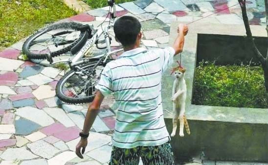 Những con vật bị treo trên dây phơi, bị treo cổ, bị dẫm dưới gót giày nhọn thực sự gây phẫn nộ cho cư dân mạng. Nếu thế giới đang kêu gọi bảo vệ động vật thì họ lại làm trái ngược, hành vi của họ khác nào hành vi của loài cầm thú.