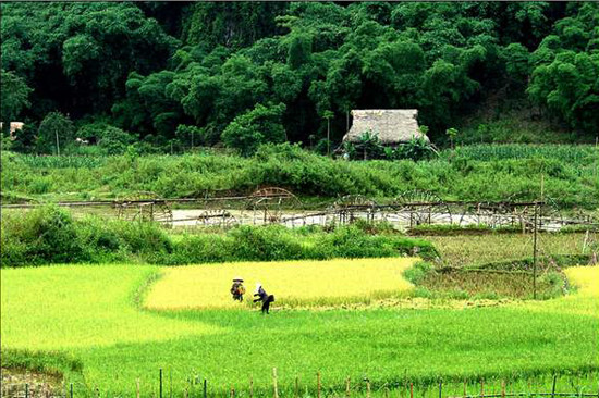 Chiếc cọn nước bên những mái nhà sàn như đã trở thành một biểu tượng văn hóa vùng cao (Ảnh: Internet). Chiếc cọn nước bên những mái nhà sàn như đã trở thành một biểu tượng văn hóa vùng cao (Ảnh: Internet).