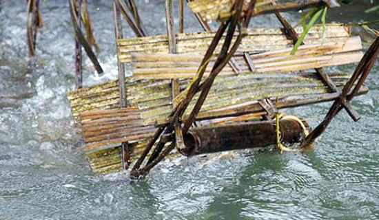 Sau khi tìm được trục chính, sẽ chuyển sang công đoạn làm nang cọn, nang cọn được làm bằng những câu vầu có thân thẳng, nhỏ và phải là loại vầu già đủ tuổi. Tùy theo độ cao thấp, mực nước của nơi cần dẫn nước đến và nguồn nước mà người làm cọn sẽ quyết định kích thước của cọn thông qua độ dài ngắn của nang cọn (Ảnh: Internet). Sau khi tìm được trục chính, sẽ chuyển sang công đoạn làm nang cọn, nang cọn được làm bằng những câu vầu có thân thẳng, nhỏ và phải là loại vầu già đủ tuổi. Tùy theo độ cao thấp, mực nước của nơi cần dẫn nước đến và nguồn nước mà người làm cọn sẽ quyết định kích thước của cọn thông qua độ dài ngắn của nang cọn (Ảnh: Internet).