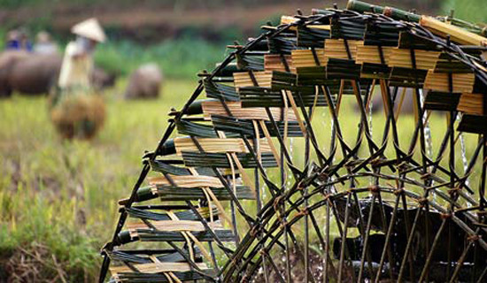 Những cây nứa già ở trên rừng đem về sẽ được chẻ mỏng rồi ghép lại thành từng tấm phên mỏng hình chữ nhật để làm cánh quạt nước cho cọn khi nước chảy tác động vào những tấm phên này thì sữ tạo ra lực đẩy làm quay cọn (Ảnh: Internet). Những cây nứa già ở trên rừng đem về sẽ được chẻ mỏng rồi ghép lại thành từng tấm phên mỏng hình chữ nhật để làm cánh quạt nước cho cọn khi nước chảy tác động vào những tấm phên này thì sữ tạo ra lực đẩy làm quay cọn (Ảnh: Internet).
