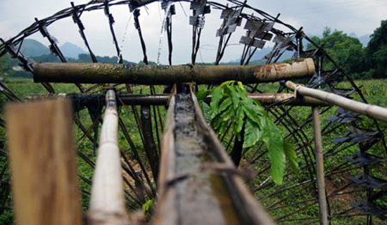 Những thân tre, vầu già được chọn để làm ống dẫn nước đi khắp nơi (Ảnh: Internet). Những thân tre, vầu già được chọn để làm ống dẫn nước đi khắp nơi (Ảnh: Internet).