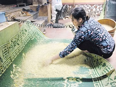 Nồm ẩm dễ khiến các thực phẩm hạt nhiễm nấm mốc và sinh độc tố Alfatoxin gây ung thư. Ảnh: Nguyễn Hoài.