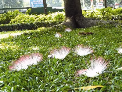 Hoa Trường Sa luôn nở vào lúc nửa đêm .