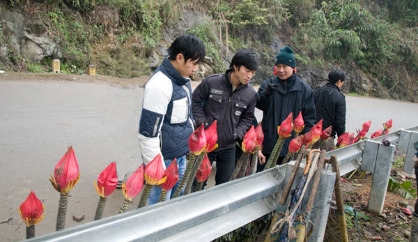 Nhiều du khách ghé xem hoa. Nhiều du khách ghé xem hoa.