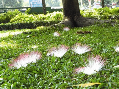 Hoa Trường Sa luôn nở vào lúc nửa đêm . Hoa Trường Sa luôn nở vào lúc nửa đêm .