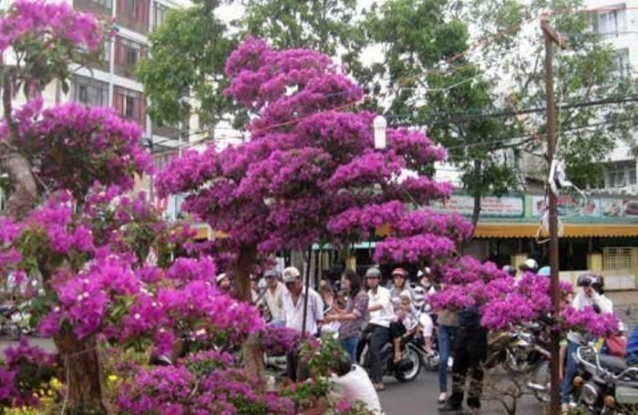 Như ‘thác đổ’ Như ‘thác đổ’