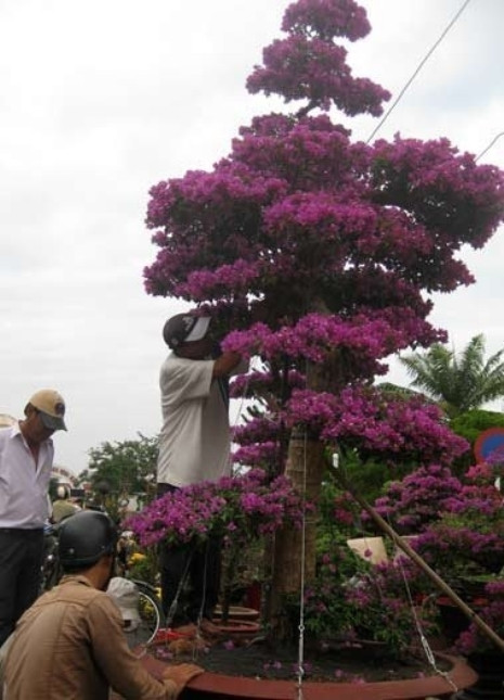 Chủ nhân cây hoa giấy đang chằng néo, tạo dáng bằng sợi dây thép chắc chắn Chủ nhân cây hoa giấy đang chằng néo, tạo dáng bằng sợi dây thép chắc chắn