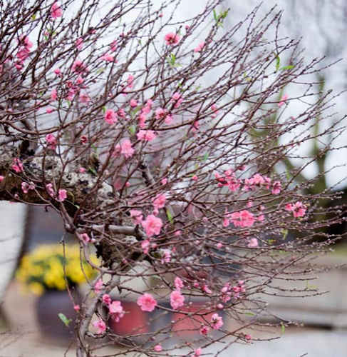 Ảnh Thời tiết thuận lợi trong dịp tết Nguyên đán 2014