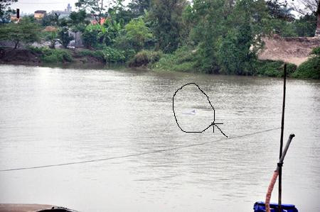 thỉnh thoảng chú cá heo lại ngoi lên mặt nước thỉnh thoảng chú cá heo lại ngoi lên mặt nước