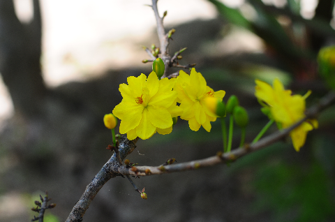 Mai vàng khoa sắc ngày Xuân Mai vàng khoa sắc ngày Xuân
