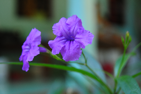 Sóng đôi Sóng đôi