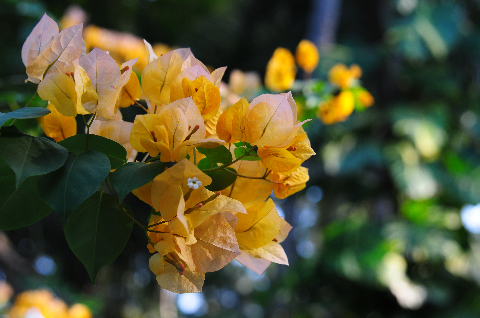 Hoa giấy khoa sắc chào mùa Xuân đến Hoa giấy khoa sắc chào mùa Xuân đến