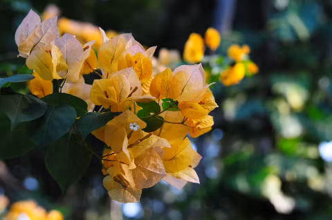 Hoa giấy khoa sắc chào mùa Xuân đến