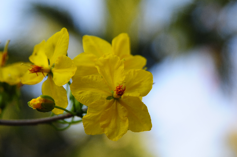 Xuân đã về Xuân đã về