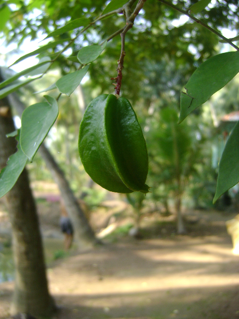 Khế ngọt quê nhà Khế ngọt quê nhà