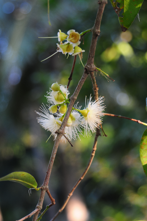 Tinh khôi hoa mận Tinh khôi hoa mận