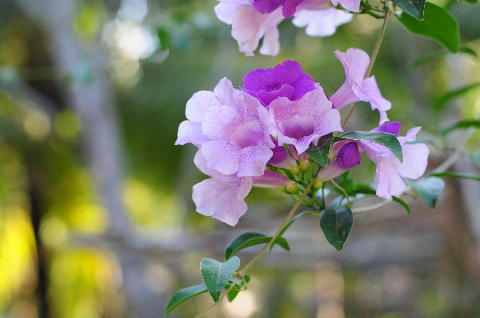 Nhành hoa tỏi Nhành hoa tỏi
