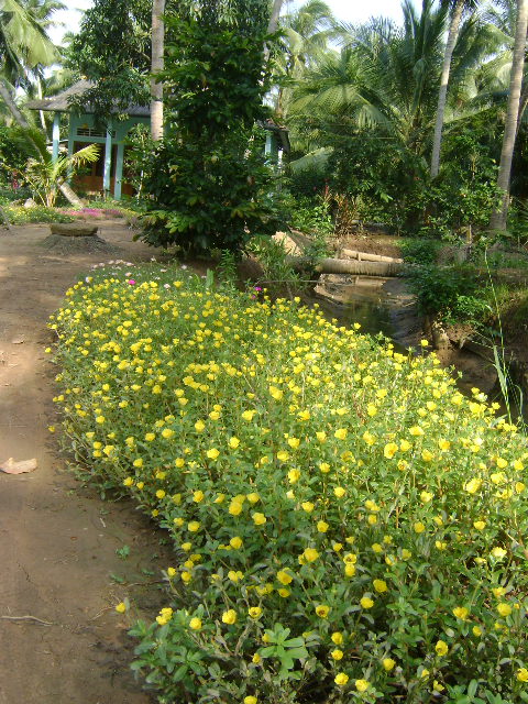 Khoa sắc chào ngày mới, rực rỡ trước sân nhà Khoa sắc chào ngày mới, rực rỡ trước sân nhà