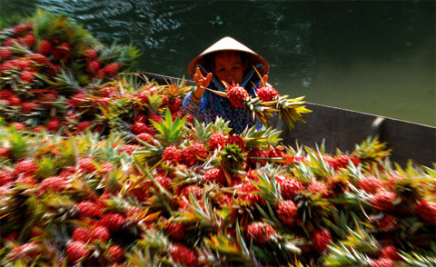 Nhanh tay thu hoặc thơm (dứa, khóm) tại Bến Lức, Long An