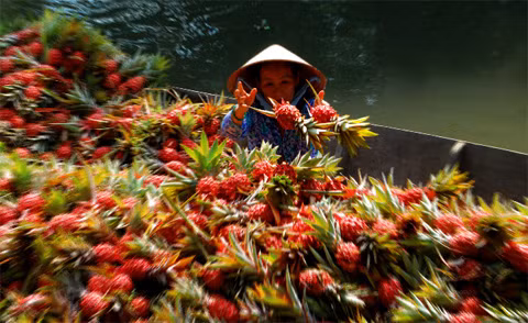 Nhanh tay thu hoặc thơm (dứa, khóm) tại Bến Lức, Long An