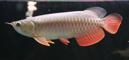 Một chú "kim hồng vĩ" với những chiếc vây và đuôi ánh đỏ. Ảnh: hieplt (arowana.com.vn). Một chú "kim hồng vĩ" với những chiếc vây và đuôi ánh đỏ. Ảnh: hieplt (arowana.com.vn).