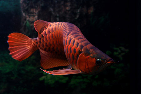 Dáng bay của rồng. Ảnh: minhdiec (aquabird.com.vn). Dáng bay của rồng. Ảnh: minhdiec (aquabird.com.vn).