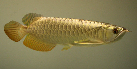 Nếu ngân long là rồng bạc thì "kim long" là rồng vàng. Ảnh: manhlong (aquabird.com.vn). Nếu ngân long là rồng bạc thì "kim long" là rồng vàng. Ảnh: manhlong (aquabird.com.vn).