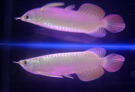 "Ngân long" mang vẻ đẹp thanh cao với màu trắng lấp lánh như bạc. Ảnh: arowania (arowana.com.vn). "Ngân long" mang vẻ đẹp thanh cao với màu trắng lấp lánh như bạc. Ảnh: arowania (arowana.com.vn).