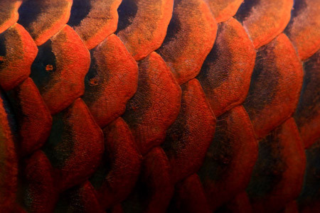 Vẩy rồng. Ảnh: minhdiec (aquabird.com.vn). Vẩy rồng. Ảnh: minhdiec (aquabird.com.vn).