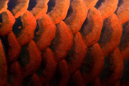 Vẩy rồng. Ảnh: minhdiec (aquabird.com.vn). Vẩy rồng. Ảnh: minhdiec (aquabird.com.vn).