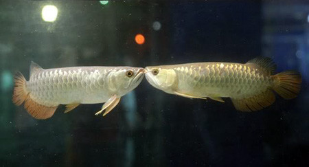 Tình yêu của những chú rồng. Ảnh: trinh phuong an (aquabird.com.vn). Tình yêu của những chú rồng. Ảnh: trinh phuong an (aquabird.com.vn).