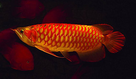 Rồng lửa. Ảnh: zukura (photo.tamtay.vn). Rồng lửa. Ảnh: zukura (photo.tamtay.vn).