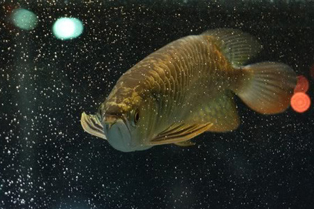 Xuyên qua vũ trụ. Ảnh: trinh phuong an (aquabird.com.vn). Xuyên qua vũ trụ. Ảnh: trinh phuong an (aquabird.com.vn).