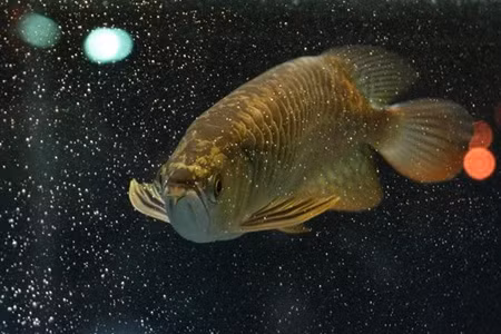 Xuyên qua vũ trụ. Ảnh: trinh phuong an (aquabird.com.vn). Xuyên qua vũ trụ. Ảnh: trinh phuong an (aquabird.com.vn).