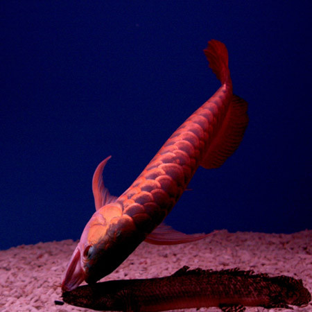 Đúng như tên gọi của mình, cá rồng được ví với loài rồng - linh vật đứng đầu trong tứ linh “long, li, quy, phương” theo quan niệm Á Đông. Chúng sở hữu một cơ thể thuôn dài như mình rồng với những chiếc vẩy lớn lấp lánh, miệng cá rộng với cặp râu kiểu cách được ví như đầu rồng. Nhìn dáng bơi uyển chuyển, uốn lượn của cá, người nuôi cá sẽ trải qua những phút giây ngất ngây như được ngắm nhìn loài rồng bay lượn trên bầu trời… .( Huyết long tấn công đối thủ. Ảnh: trinh phuong an (aquabird.com.vn). Đúng như tên gọi của mình, cá rồng được ví với loài rồng - linh vật đứng đầu trong tứ linh “long, li, quy, phương” theo quan niệm Á Đông. Chúng sở hữu một cơ thể thuôn dài như mình rồng với những chiếc vẩy lớn lấp lánh, miệng cá rộng với cặp râu kiểu cách được ví như đầu rồng. Nhìn dáng bơi uyển chuyển, uốn lượn của cá, người nuôi cá sẽ trải qua những phút giây ngất ngây như được ngắm nhìn loài rồng bay lượn trên bầu trời… .( Huyết long tấn công đối thủ. Ảnh: trinh phuong an (aquabird.com.vn).