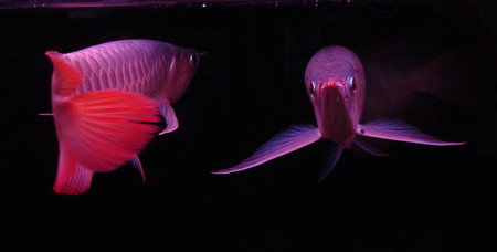 Khúc hát của rồng. Ảnh: tungvpbank (aquabird.com.vn). Khúc hát của rồng. Ảnh: tungvpbank (aquabird.com.vn).