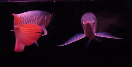 Khúc hát của rồng. Ảnh: tungvpbank (aquabird.com.vn). Khúc hát của rồng. Ảnh: tungvpbank (aquabird.com.vn).