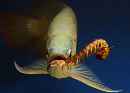 Rết là món ăn ưa thích của những chú "rồng". Ảnh: trinh phuong an (aquabird.com.vn). Rết là món ăn ưa thích của những chú "rồng". Ảnh: trinh phuong an (aquabird.com.vn).