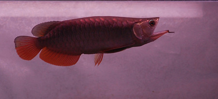 Khúc hát của rồng. Ảnh: tungvpbank (aquabird.com.vn). Khúc hát của rồng. Ảnh: tungvpbank (aquabird.com.vn).