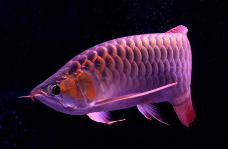 Dáng rồng. Ảnh: TrongTien (aquabird.com.vn). Dáng rồng. Ảnh: TrongTien (aquabird.com.vn).