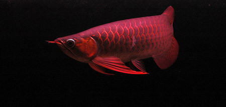 Nói đến cá rồng, nhiều người sẽ nghĩ ngay đến một loại cá cảnh “khủng”, được xưng tụng như vua của các loài cá cảnh bởi giá của mỗi con có thể lên tới hàng nghìn USD, cùng cách chăm sóc cầu kỳ đến khó tin. Nhưng đối với những người say mê cá rồng, vẻ đẹp và sức cuốn hút kỳ lạ của loài cá “vua” này thật sự xứng đáng với “đồng tiền bát gạo” mà họ bỏ ra.. (Toàn thân đỏ bầm như màu máu, "huyết long" là giống cá rồng được ưa chuộng bởi màu sắc rất quyến rũ. Ảnh: manhlong (aquabird.com.vn). Nói đến cá rồng, nhiều người sẽ nghĩ ngay đến một loại cá cảnh “khủng”, được xưng tụng như vua của các loài cá cảnh bởi giá của mỗi con có thể lên tới hàng nghìn USD, cùng cách chăm sóc cầu kỳ đến khó tin. Nhưng đối với những người say mê cá rồng, vẻ đẹp và sức cuốn hút kỳ lạ của loài cá “vua” này thật sự xứng đáng với “đồng tiền bát gạo” mà họ bỏ ra.. (Toàn thân đỏ bầm như màu máu, "huyết long" là giống cá rồng được ưa chuộng bởi màu sắc rất quyến rũ. Ảnh: manhlong (aquabird.com.vn).