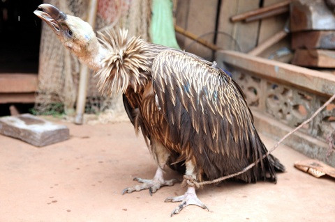 Một nhân viên kiểm lâm địa phương cho biết: đây có thể là loài chim Kền kền mà trong sách Đỏ về các loài động vật chưa thấy có ở Tây Bắc Việt Nam. (Ảnh: Điêu Chính Tới)