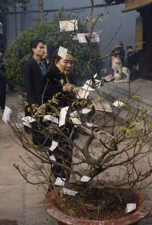 Cứ sau 5 phút lại có người ra lấy những đồng tiền trên cây mai ở chùa Hà.