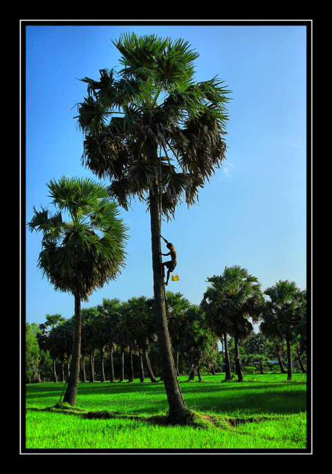 Về thăm An Giang.