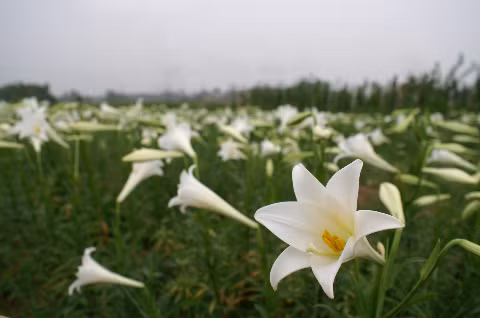 Hoa loa kèn vào mùa. Ảnh chụp một ngày tháng Tư.