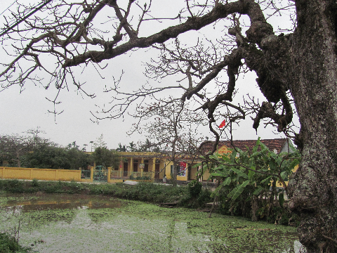 cây đa đầu làng rụng lá xuống ao bèo cây đa đầu làng rụng lá xuống ao bèo