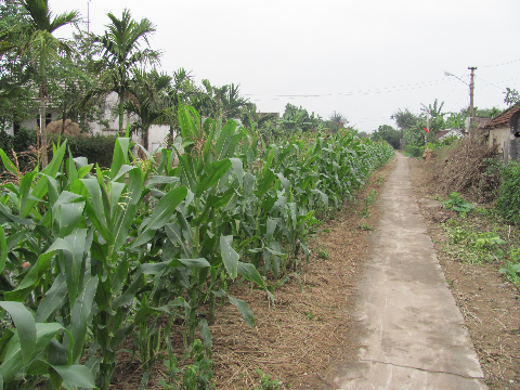 Nguời dân tận dụng từng miếng đất nhỏ ven đường để trồng cau, ngô... Nguời dân tận dụng từng miếng đất nhỏ ven đường để trồng cau, ngô...